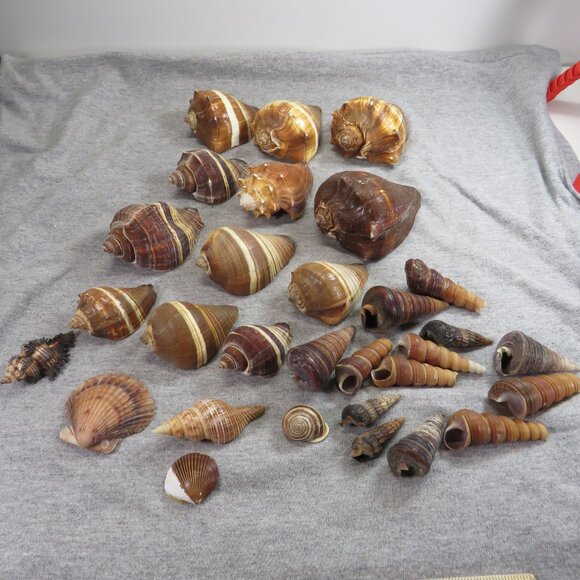 REAL sea shells in unique wood brown colors (variety sizes) over 1pound - Picture 1 of 10